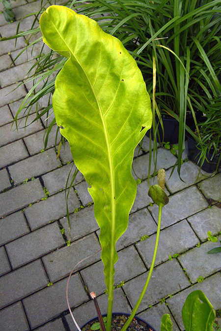Anthurium sarukhanianum