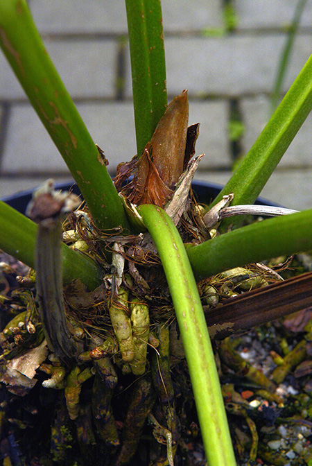 Anthurium sarukhanianum