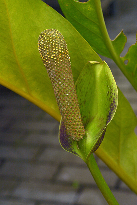 Anthurium sarukhanianum