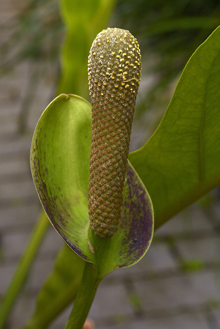 Anthurium sarukhanianum