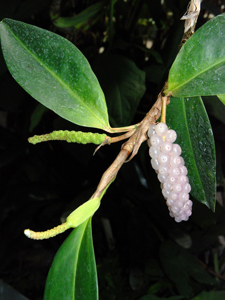 Anthurium scandens
