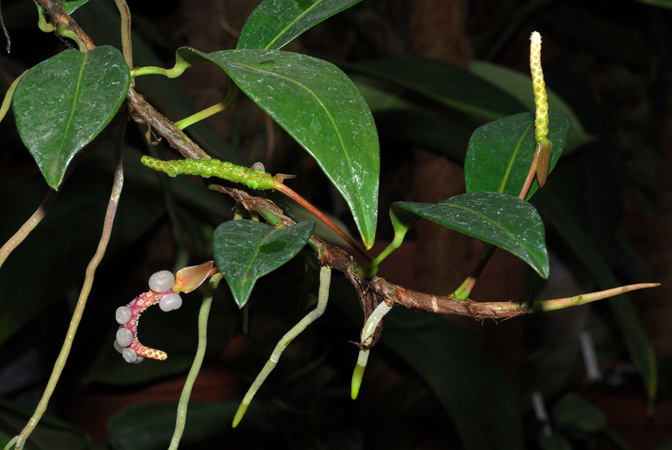Anthurium scandens