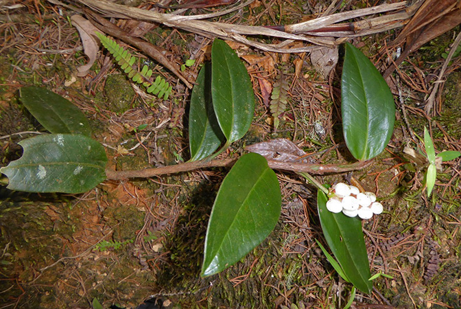 Anthurium scandens