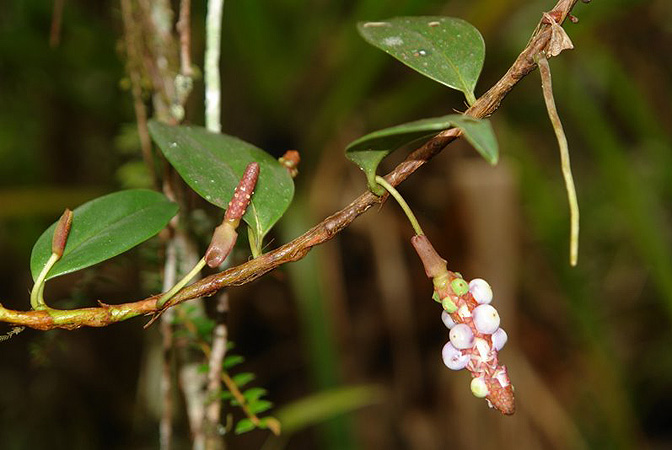 Anthurium scandens