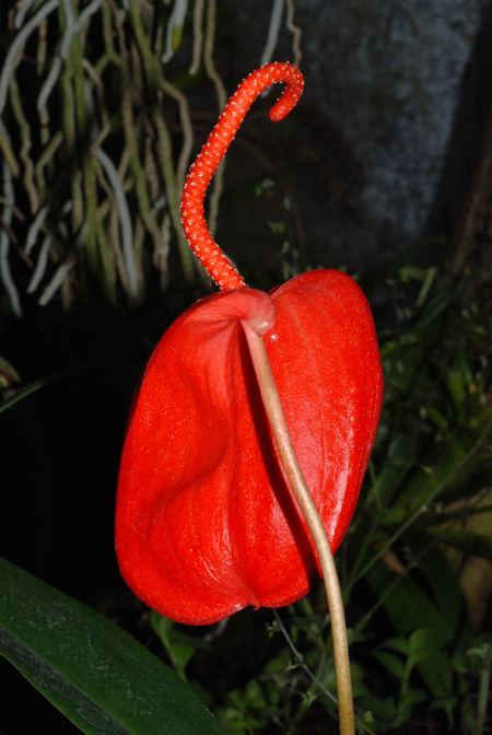 Anthurium scherzerianum