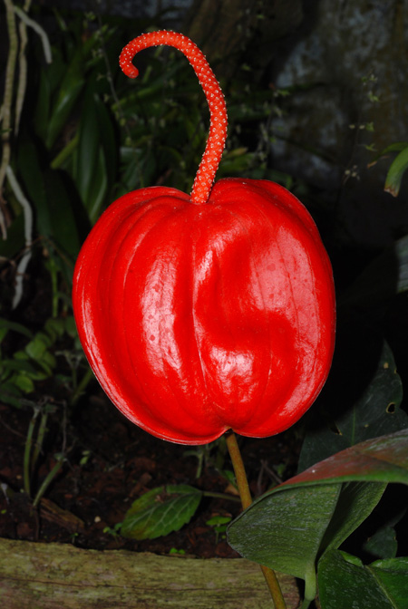 Anthurium scherzerianum
