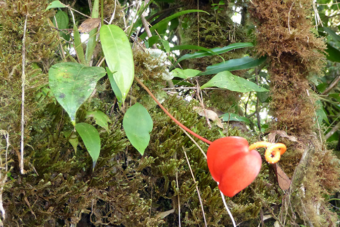 Anthurium scherzerianum