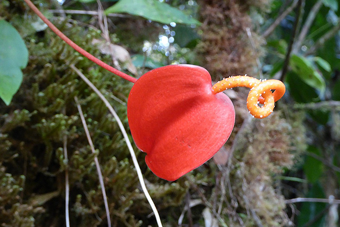 Anthurium scherzerianum