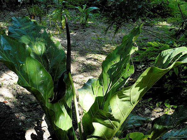Anthurium schlechtendalii
