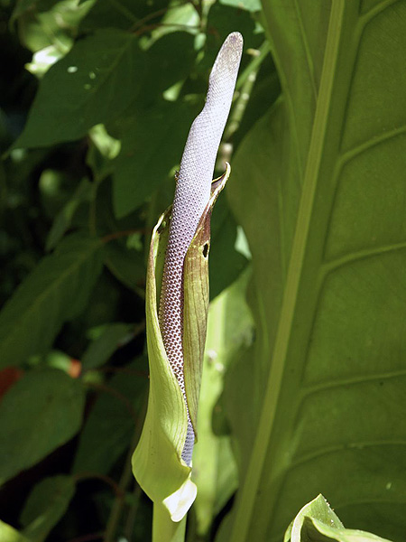 Anthurium schlechtendalii