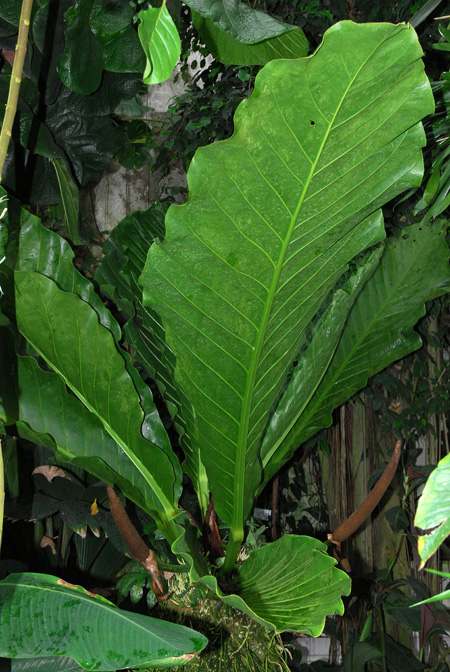 Anthurium schlechtendalii
