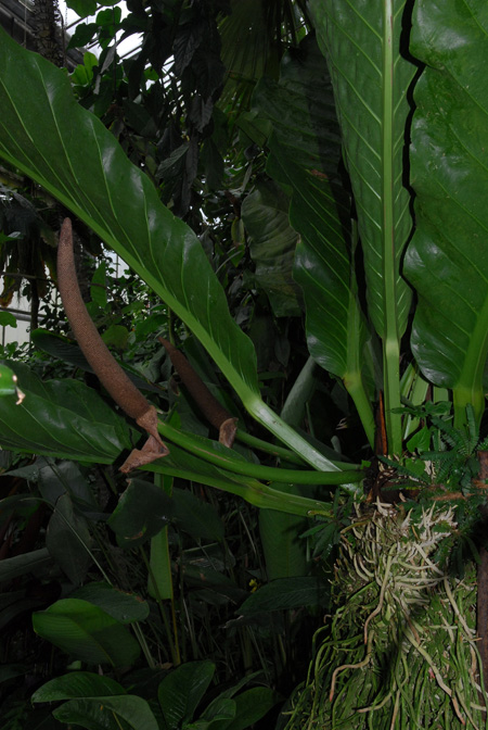 Anthurium schlechtendalii