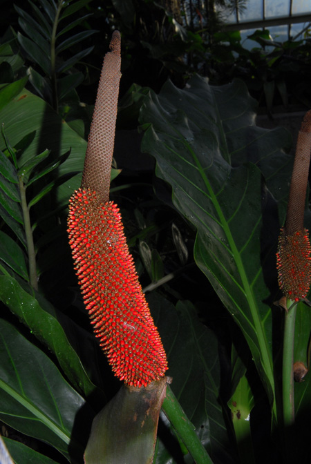 Anthurium schlechtendalii