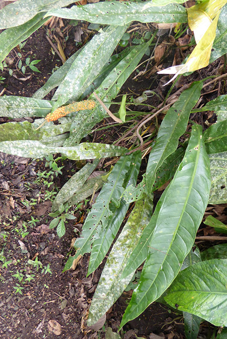 Anthurium seibertii