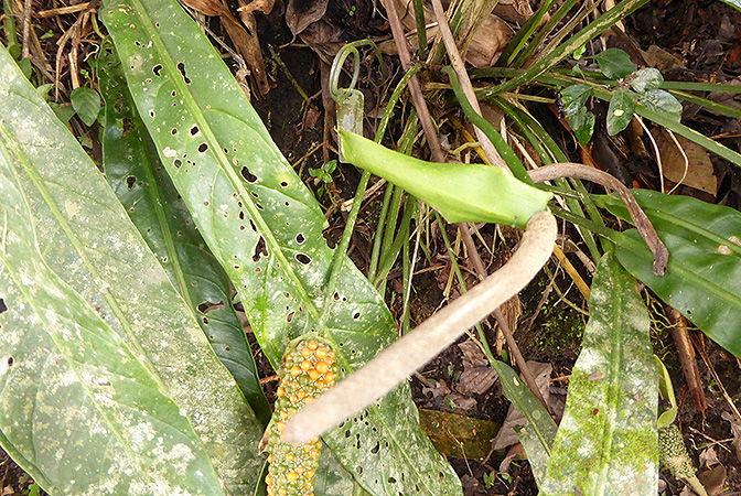 Anthurium seibertii