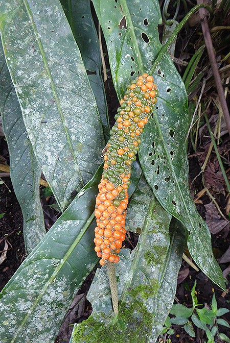 Anthurium seibertii