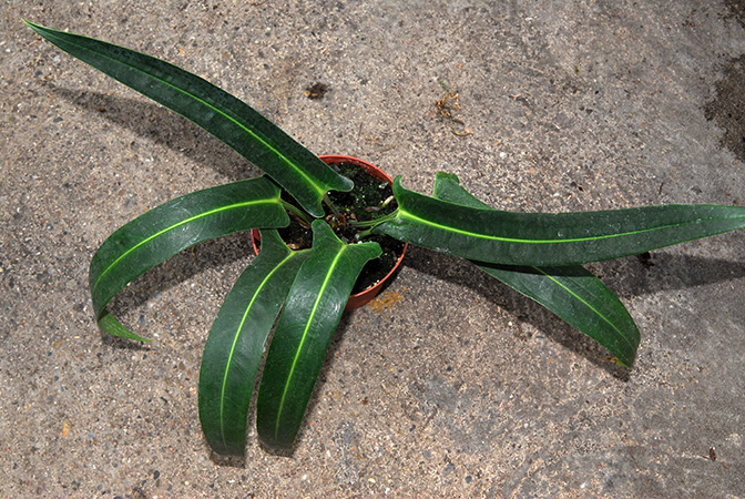 Anthurium seleri