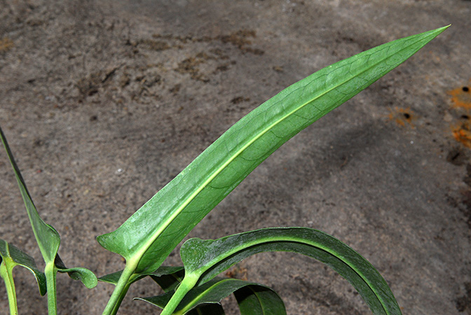 Anthurium seleri
