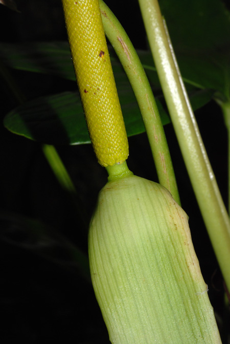 Anthurium signatum