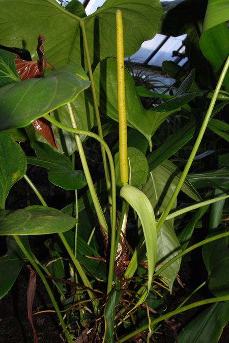 Anthurium signatum