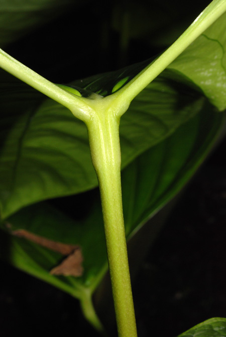 Anthurium signatum