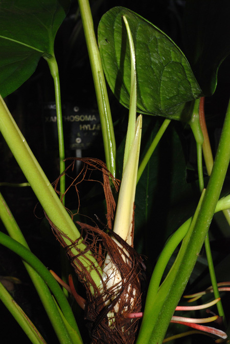 Anthurium signatum