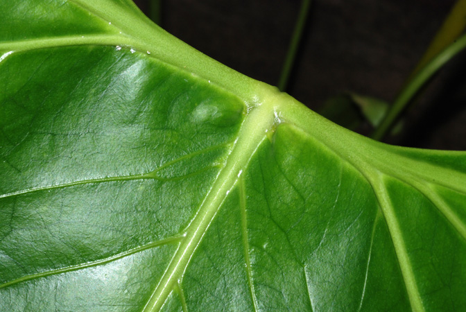 Anthurium signatum