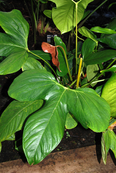 Anthurium signatum