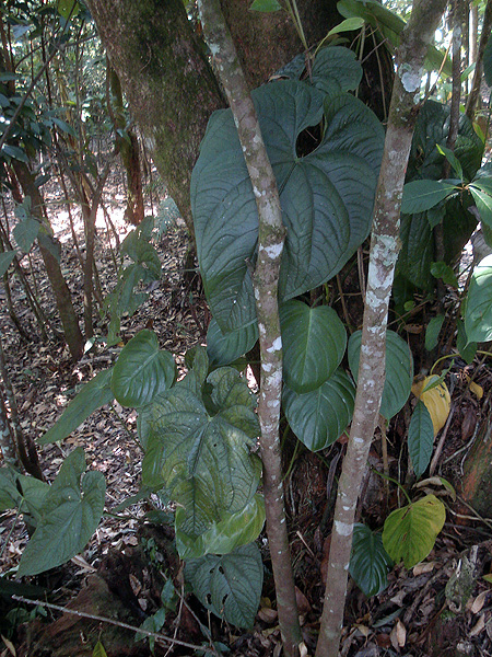 Anthurium silvigaudens