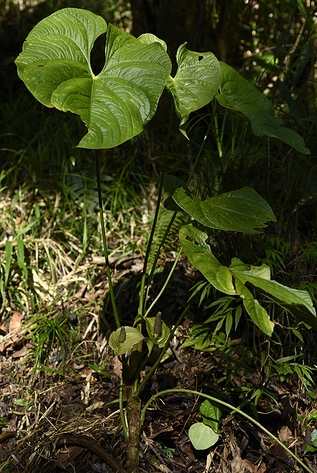 Anthurium silvigaudens