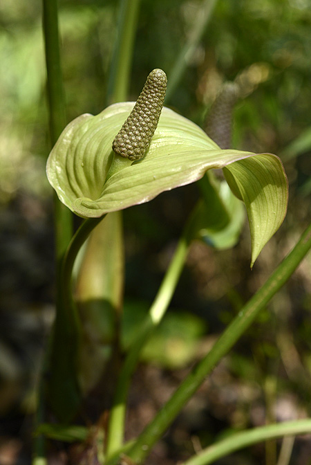 Anthurium silvigaudens