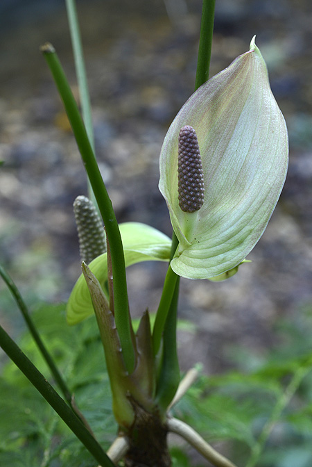 Anthurium silvigaudens