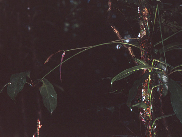 Anthurium sinuatum