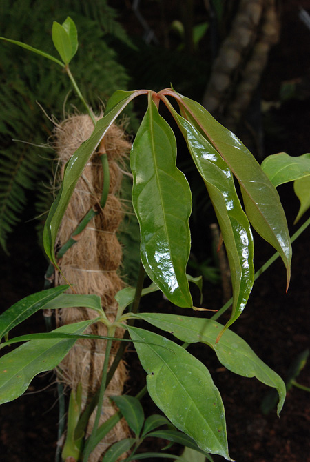Anthurium sinuatum