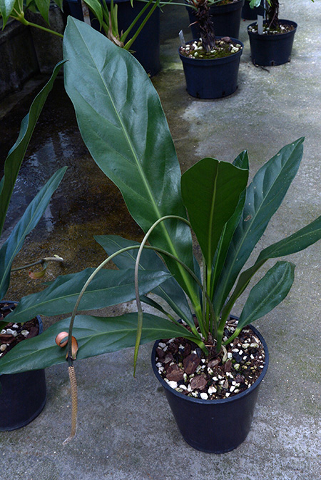 Anthurium solitarium