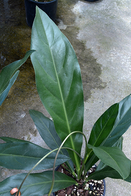 Anthurium solitarium
