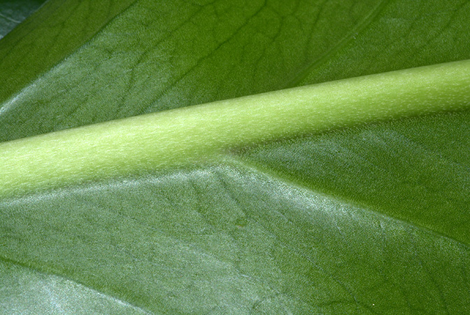 Anthurium solitarium