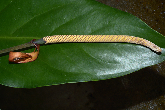 Anthurium solitarium