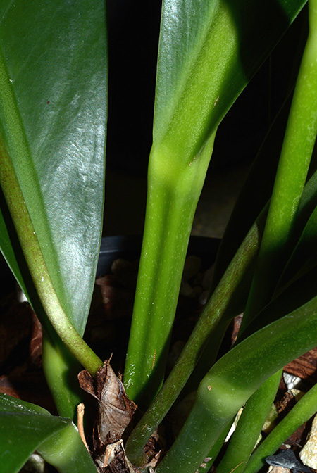 Anthurium solitarium