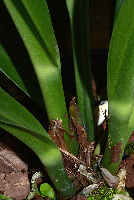 Anthurium solitarium