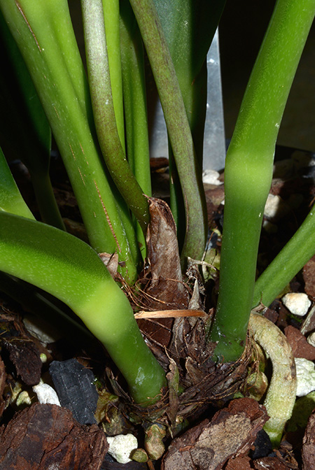 Anthurium solitarium