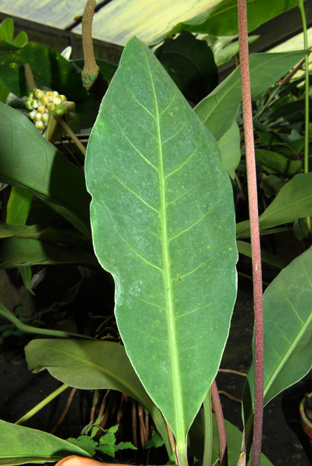 Anthurium nizandense