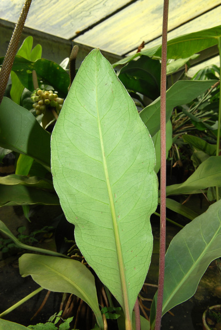 Anthurium nizandense