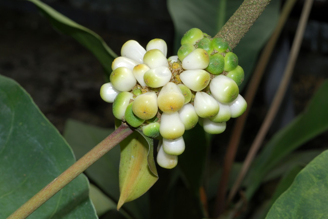 Anthurium nizandense