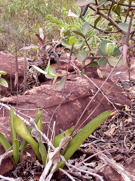 Anthurium talmonii