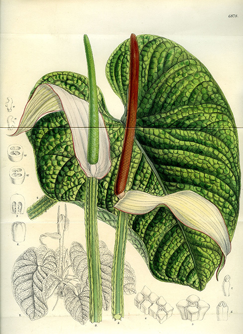 Anthurium splendidum