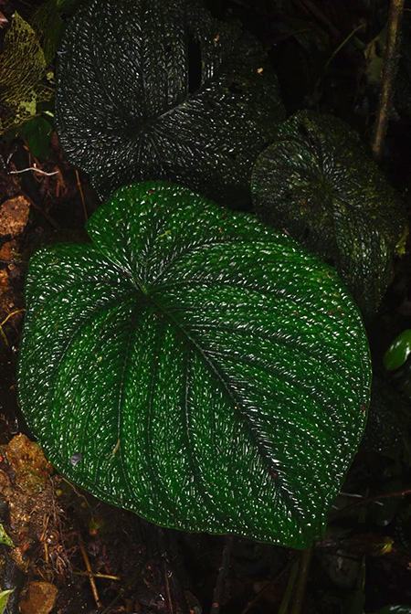 Anthurium splendidum