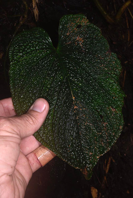 Anthurium splendidum