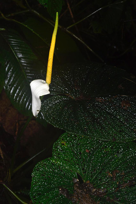 Anthurium splendidum