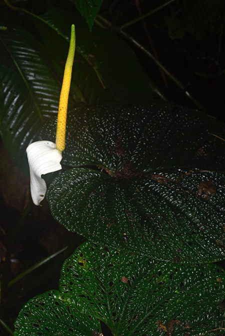 Anthurium splendidum